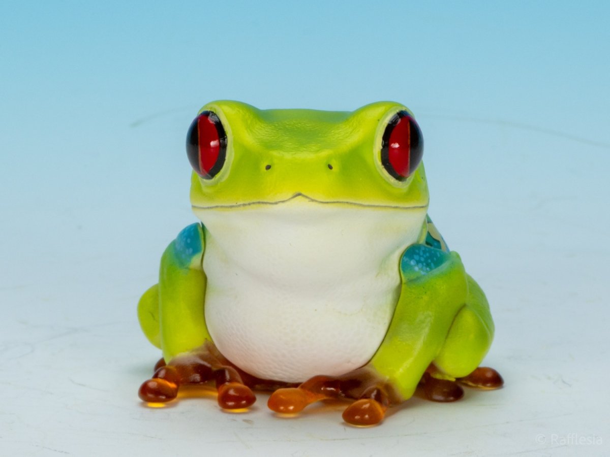 画像10: アカメアマガエル (10)