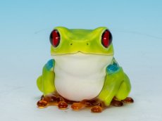 画像10: アカメアマガエル (10)
