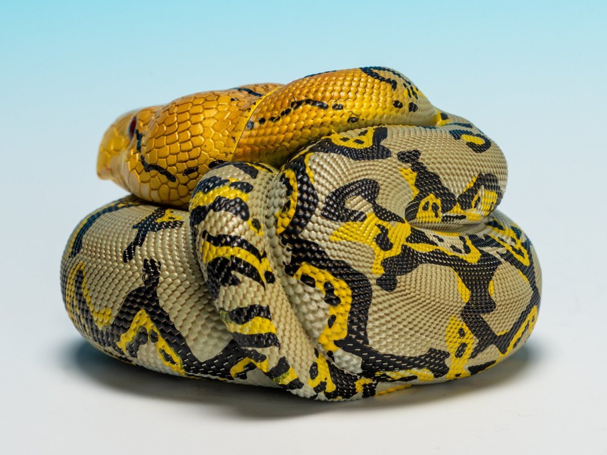 画像5: アミメニシキヘビ (5)