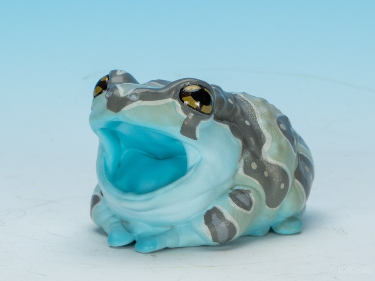 画像9: ジュウジメドクアマガエル (9)