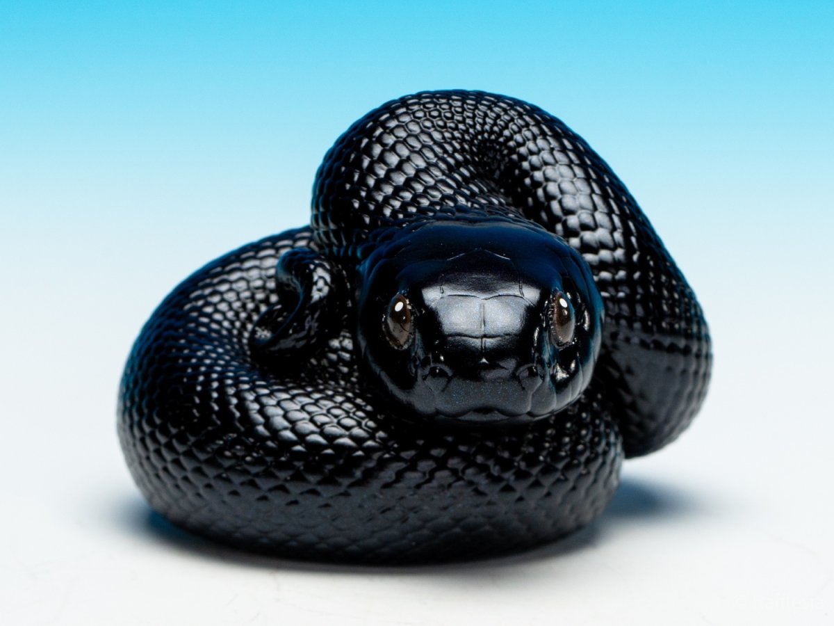 画像3: メキシカンブラックキングスネーク (3)