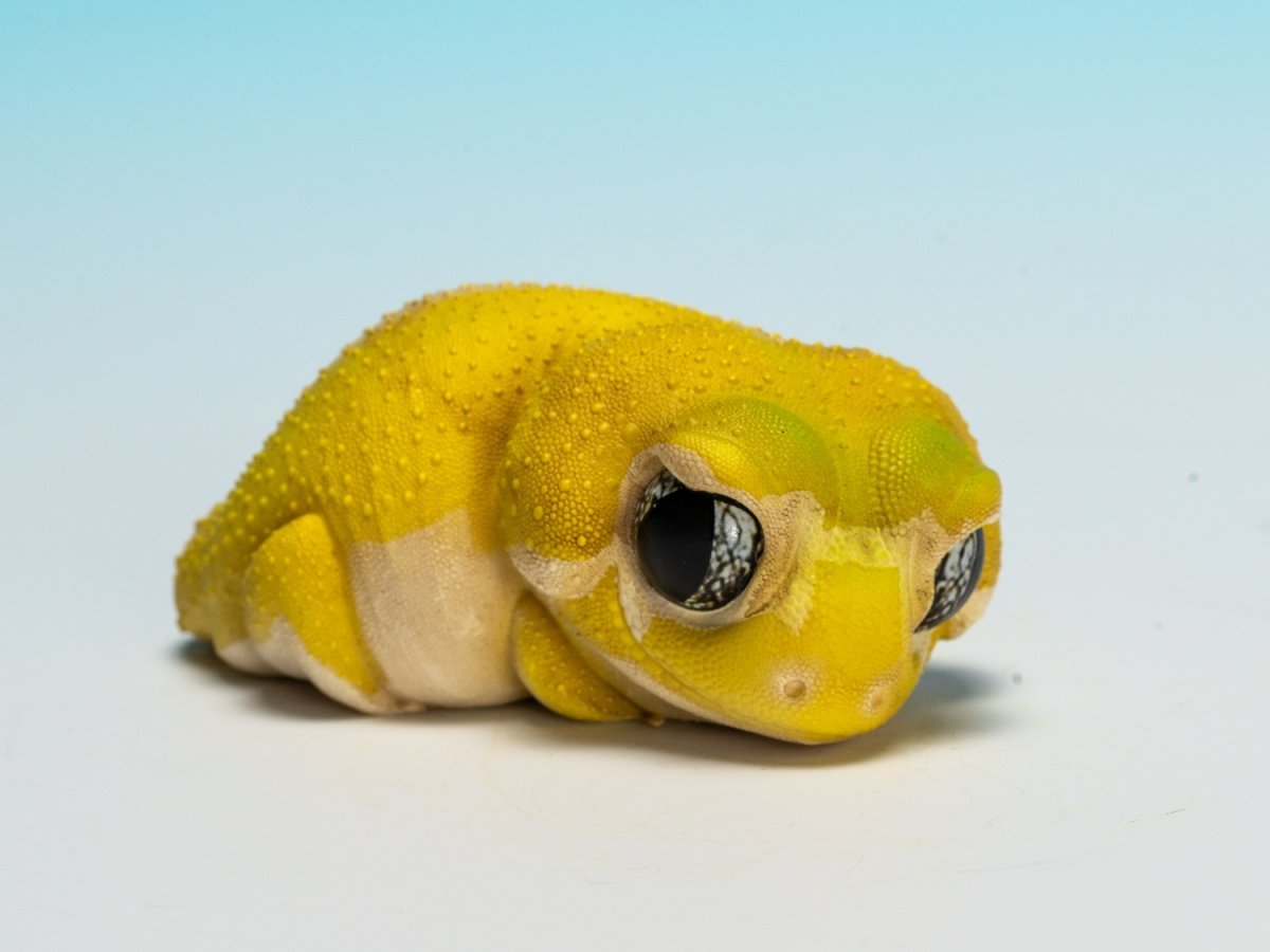 画像6: タマオヤモリ（無地） (6)