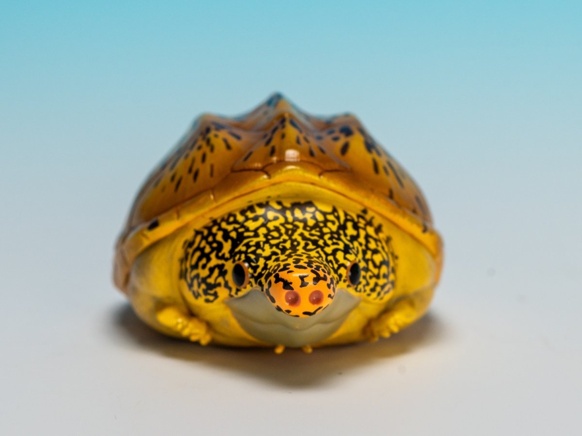 画像8: サルヴィンオオニオイガメ (8)