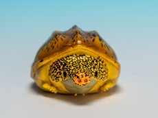 画像8: サルヴィンオオニオイガメ (8)