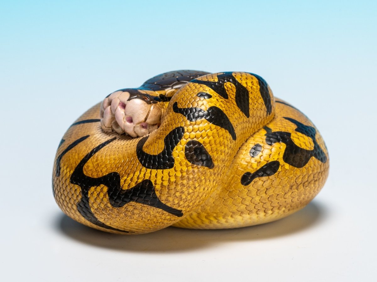 画像5: ボールニシキヘビ（エンチ）【動画あり】 (5)