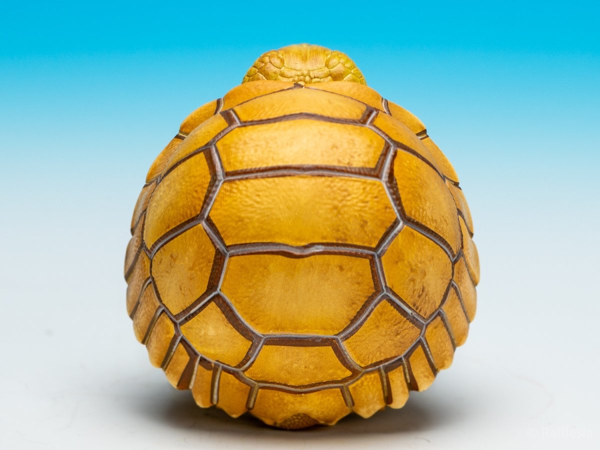 画像10: ケズメリクガメ（五周年記念） (10)