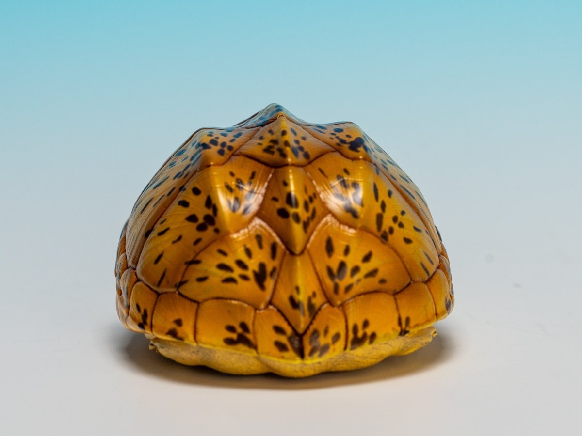 画像4: サルヴィンオオニオイガメ (4)