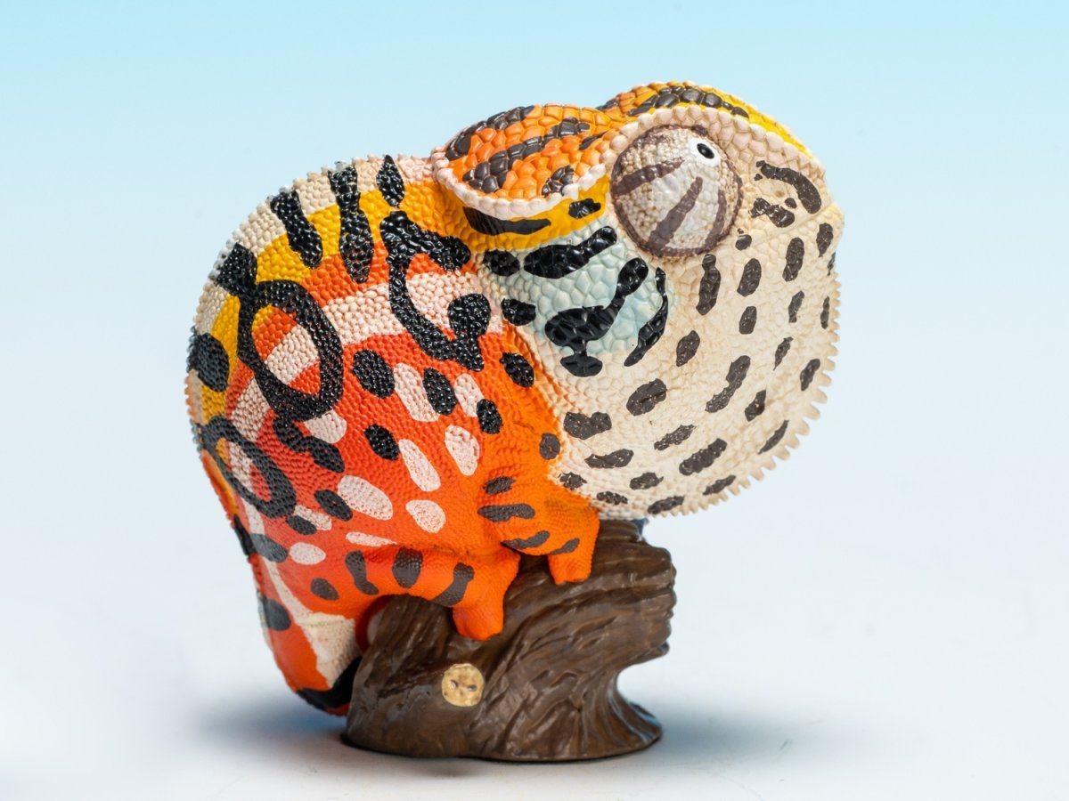 画像2: カーペットカメレオン (2)