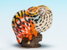 画像2: カーペットカメレオン (2)