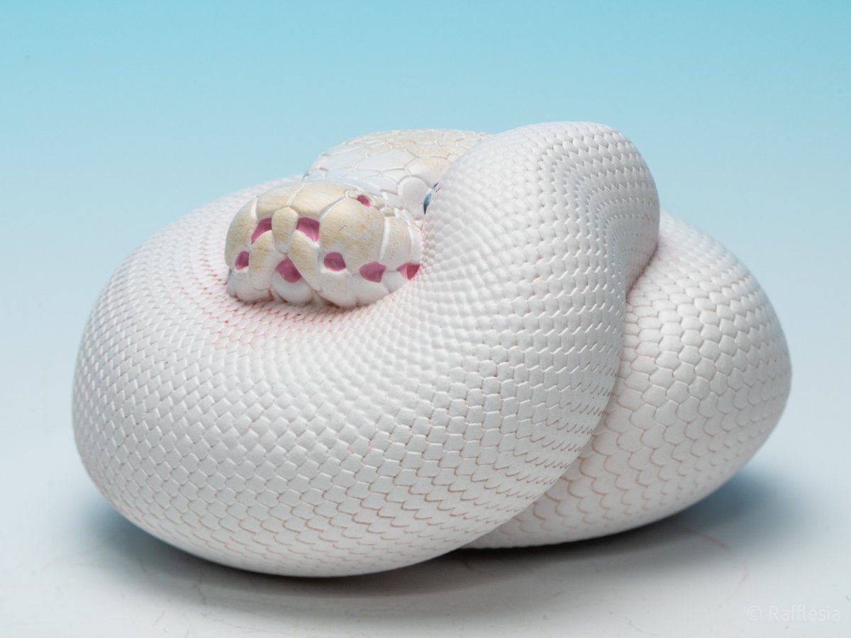 画像6: ボールニシキヘビ（リューシ）【動画あり】 (6)