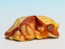 画像1: オウカンミカドヤモリ（赤地クリーム） (1)
