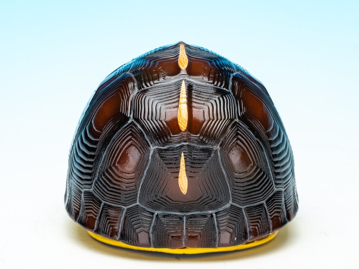 画像6: チュウゴクセマルハコガメ（台湾型） (6)