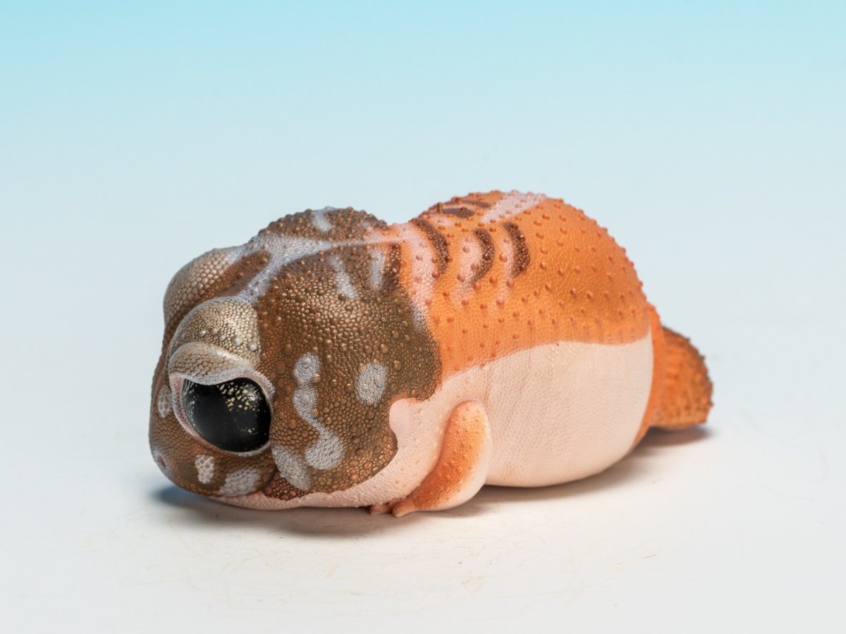 画像6: タマオヤモリ（普通） (6)