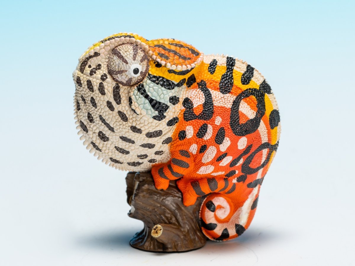 画像6: カーペットカメレオン (6)