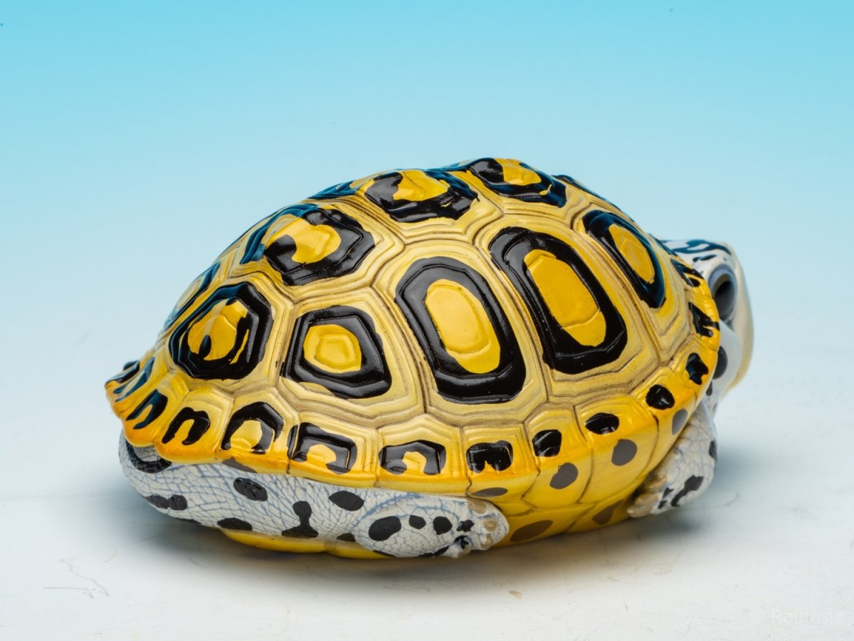 画像7: キスイガメ (7)