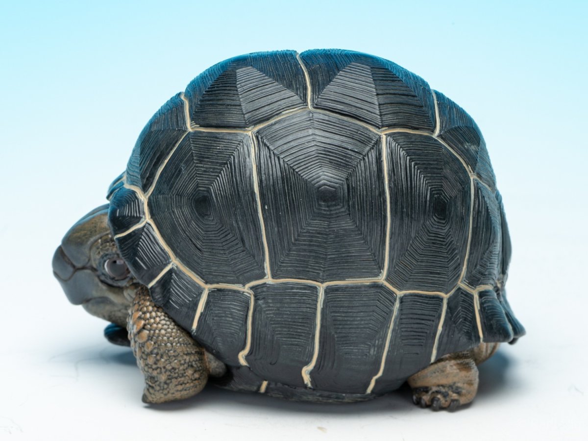 画像4: アルダブラゾウガメ (4)