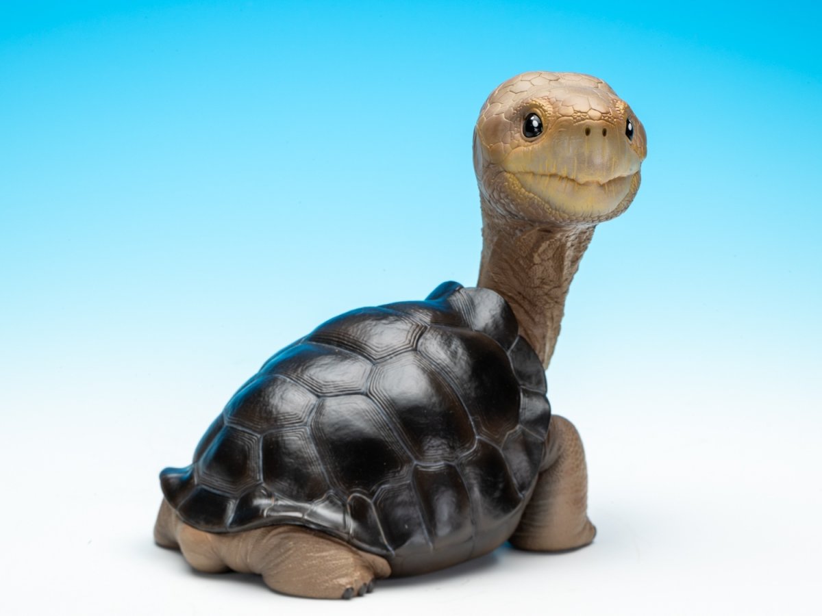 画像3: ピンタゾウガメ LET'S爬体！ (3)