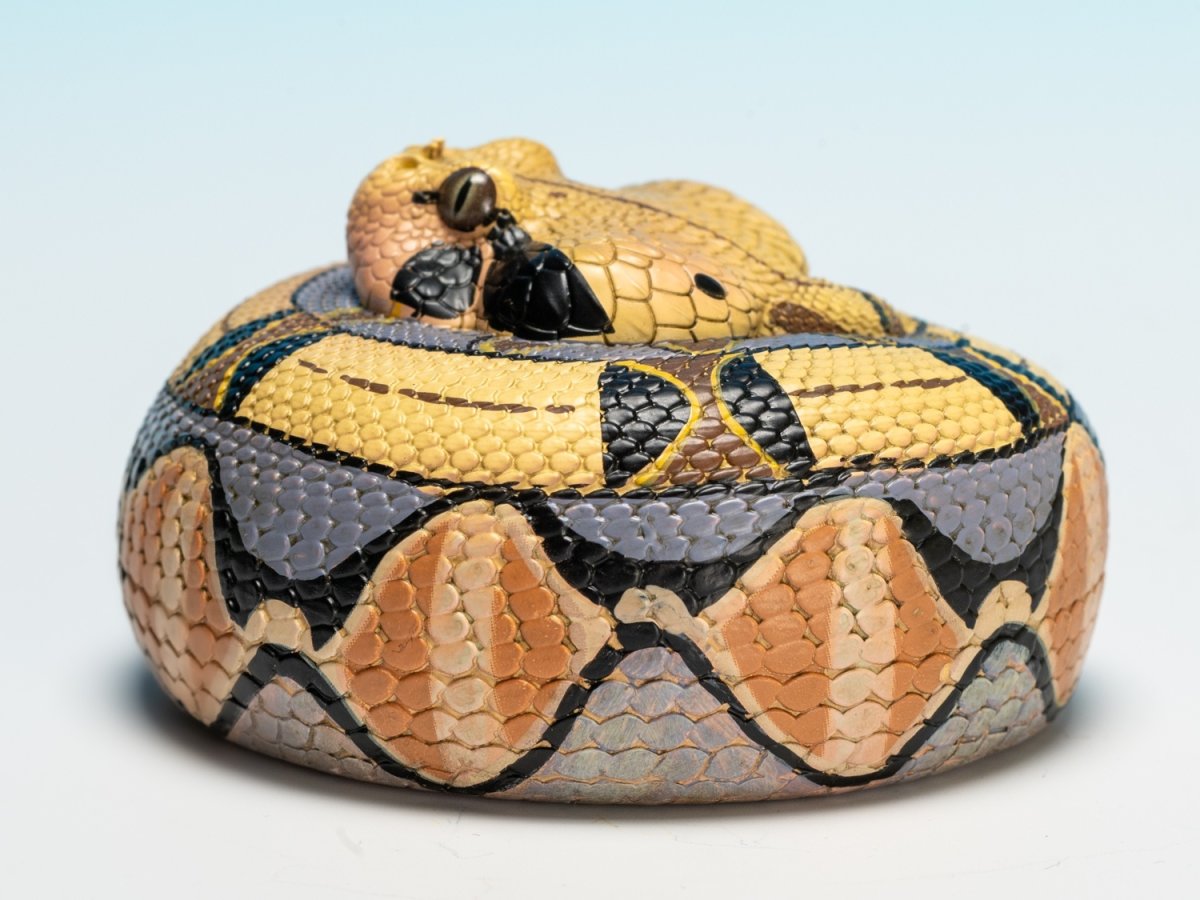 画像5: ガボンアダー (5)