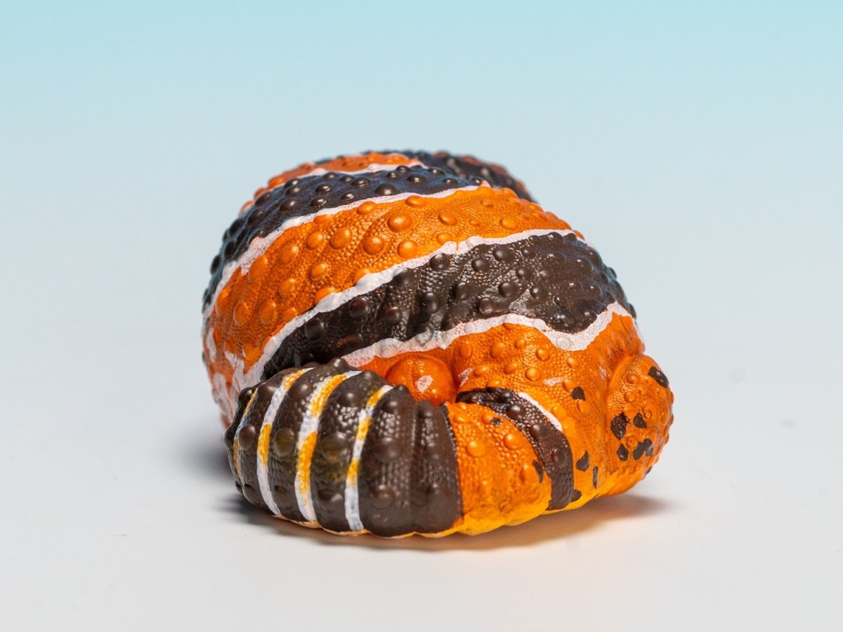 画像2: ニシアフリカトカゲモドキ（日本限定） (2)