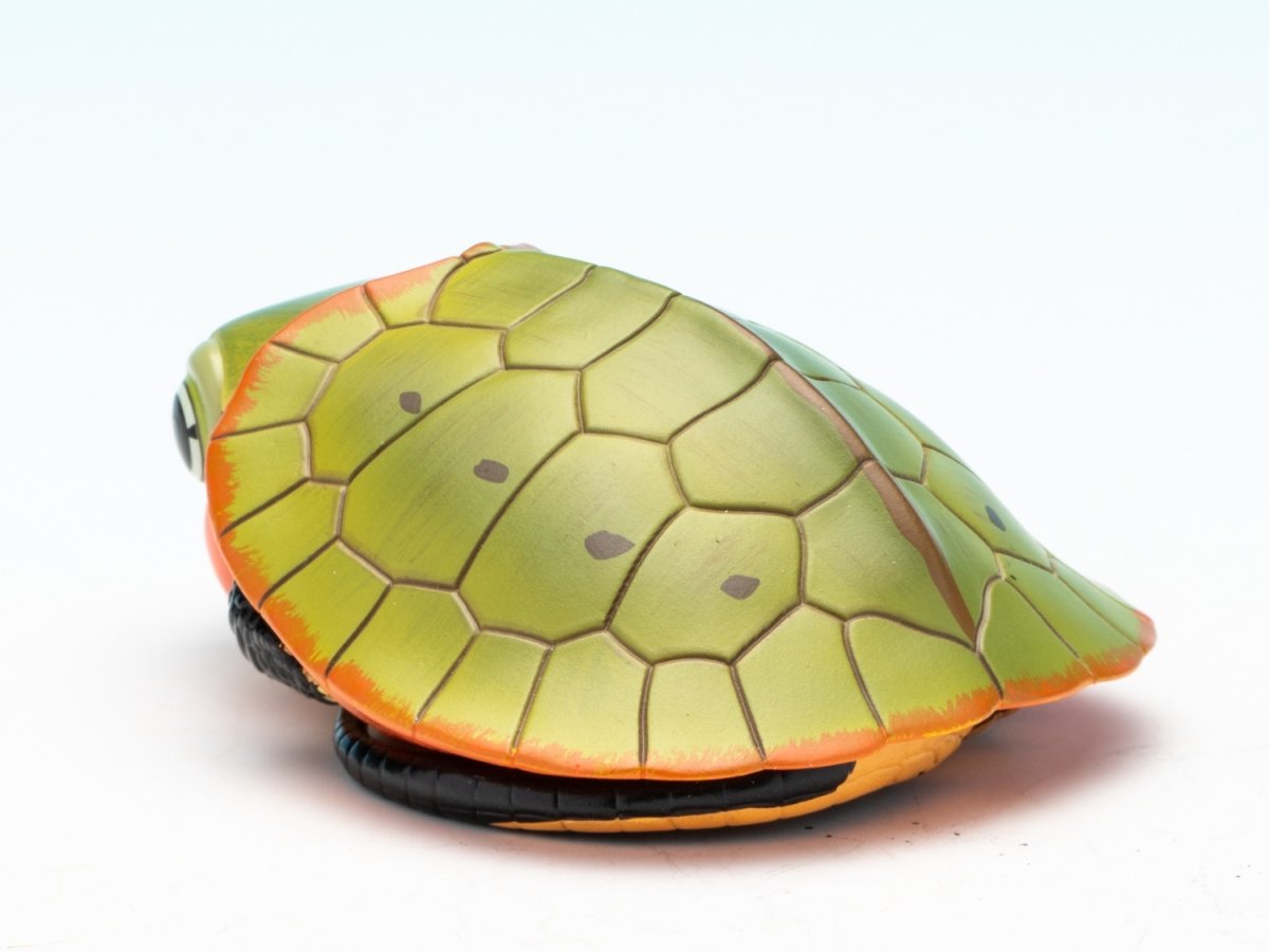 画像7: オオアタマガメ（五周年記念） (7)