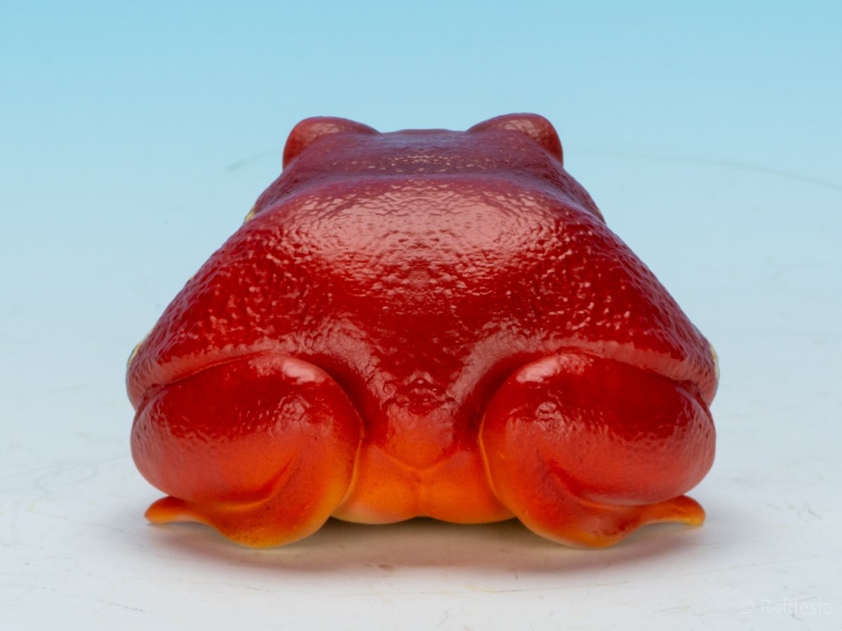 画像4: アカトマトガエル (4)