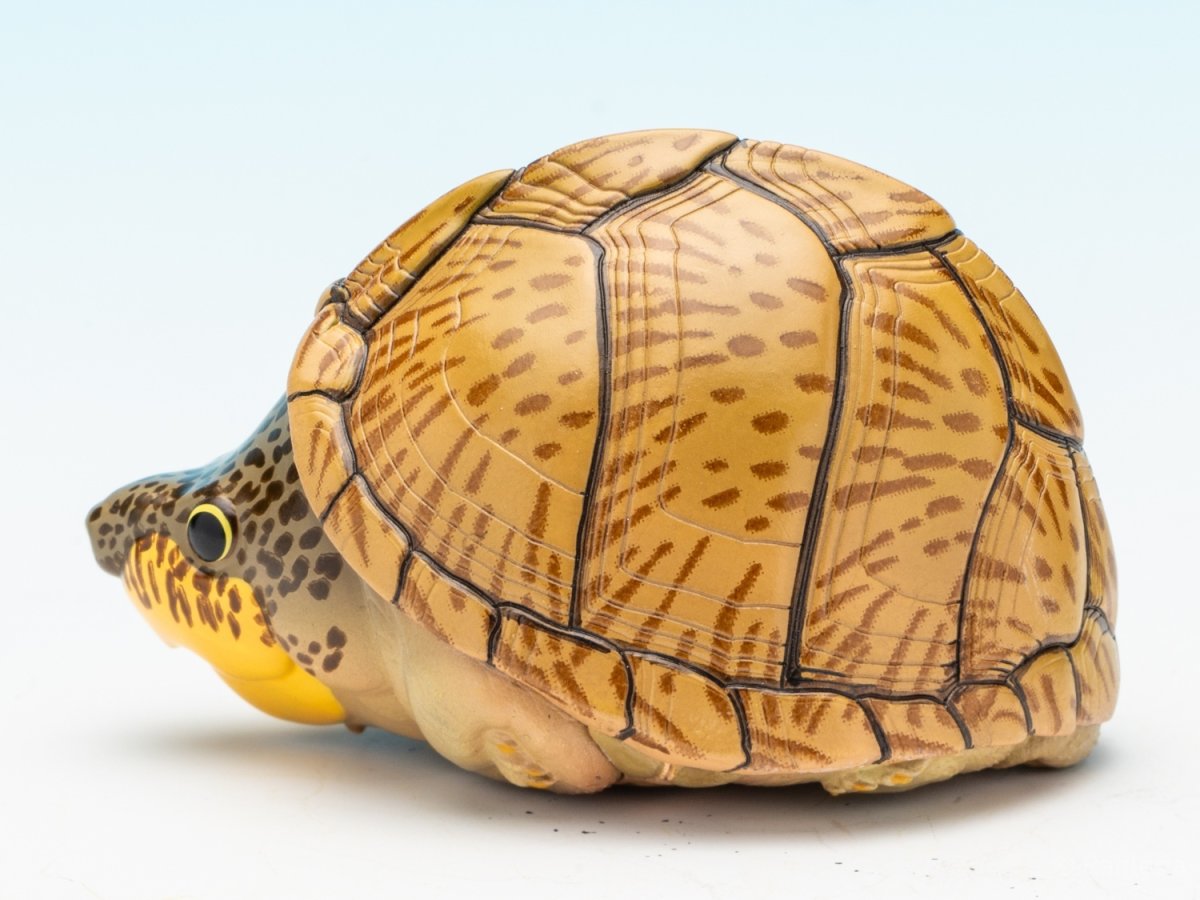 画像5: カブトニオイガメ (5)