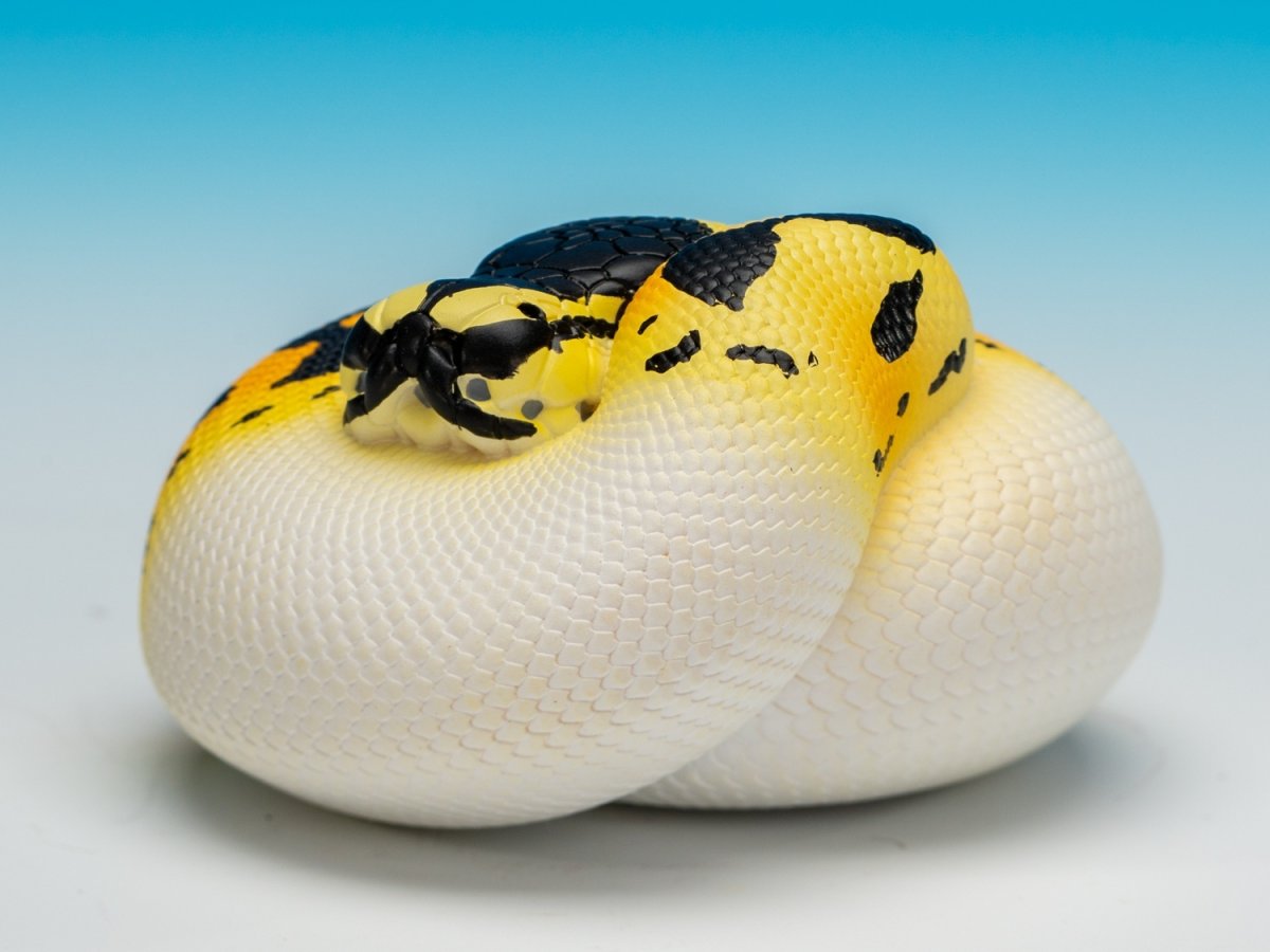画像3: ボールニシキヘビ (3)