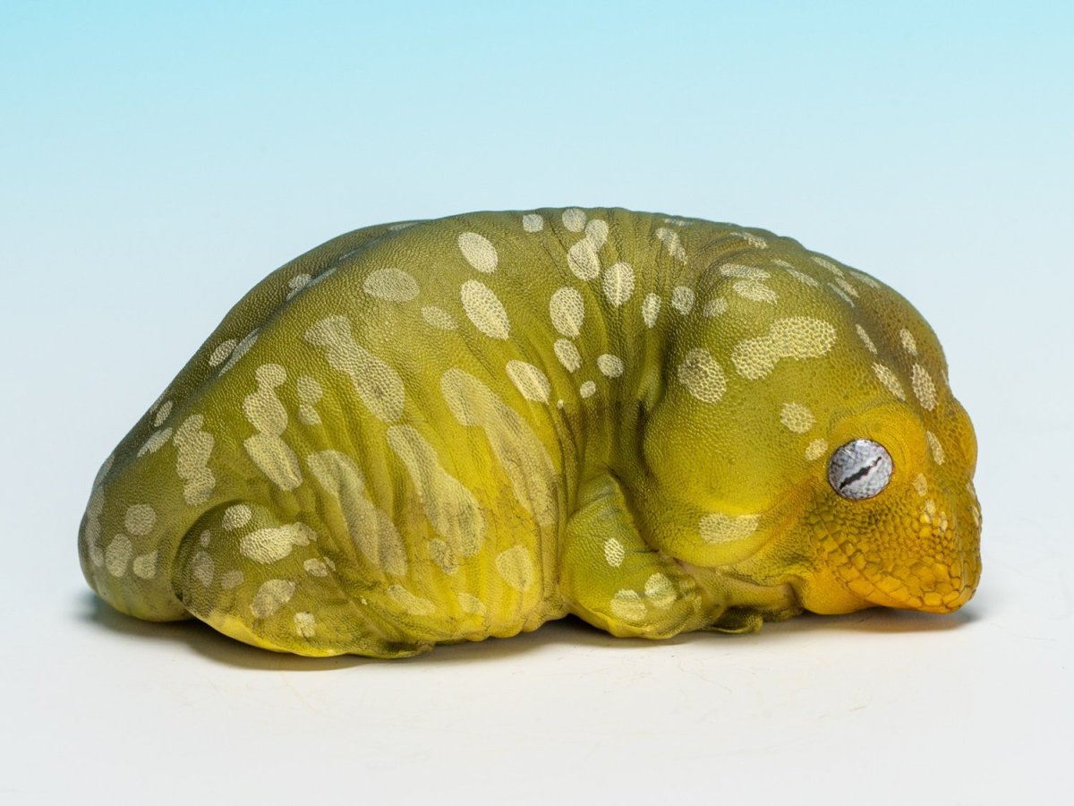 画像2: ツギオミカドヤモリ（パイン） (2)