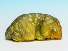 画像2: ツギオミカドヤモリ（パイン） (2)
