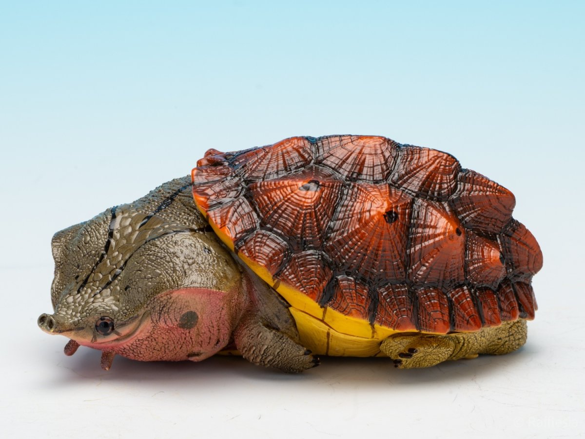 画像2: レッドマタマタ (2)