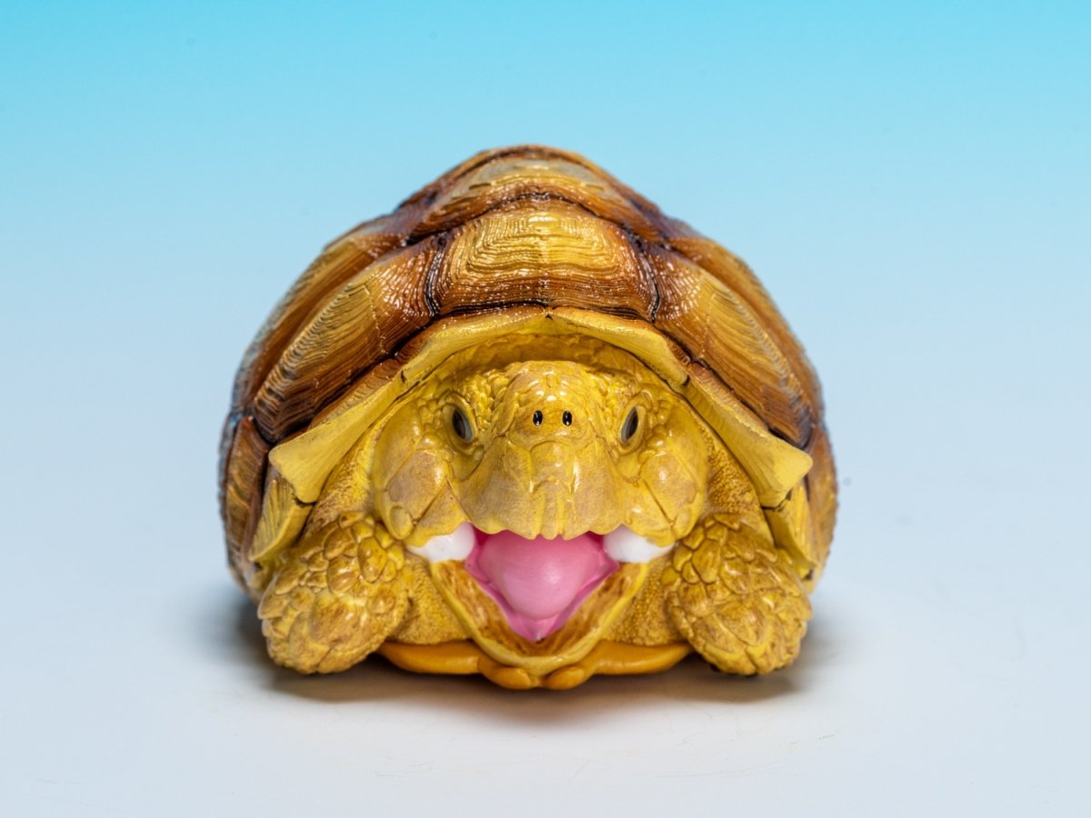 画像6: ケヅメガメ（メス） (6)