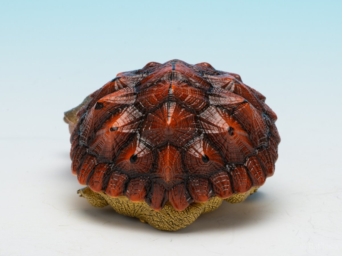 画像4: レッドマタマタ (4)