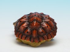 画像4: レッドマタマタ (4)