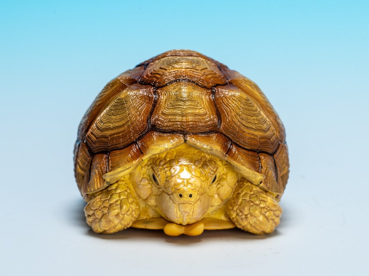 画像2: ケヅメガメ（オス） (2)