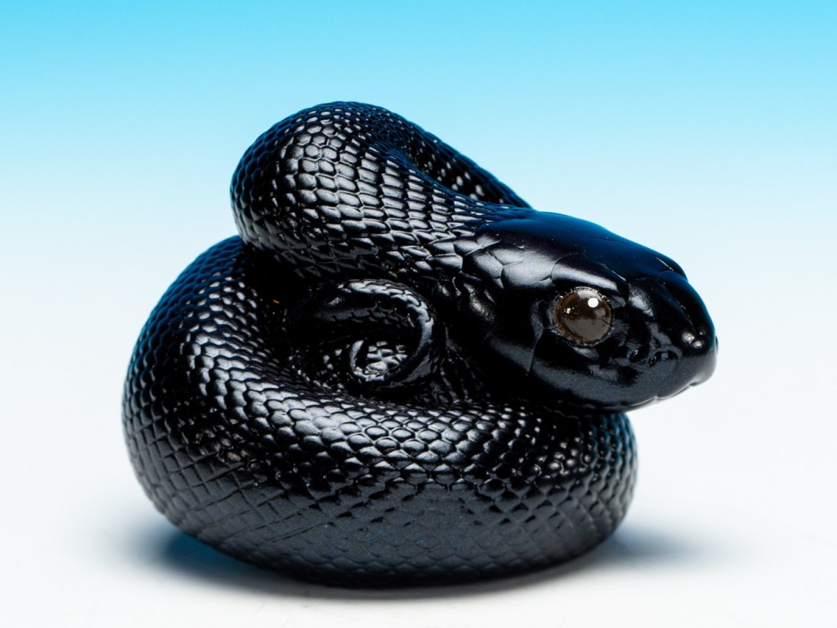 画像2: メキシカンブラックキングスネーク (2)