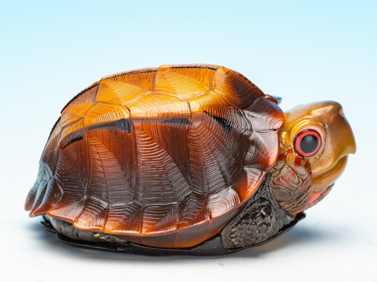 画像10: ヒラセガメ (10)