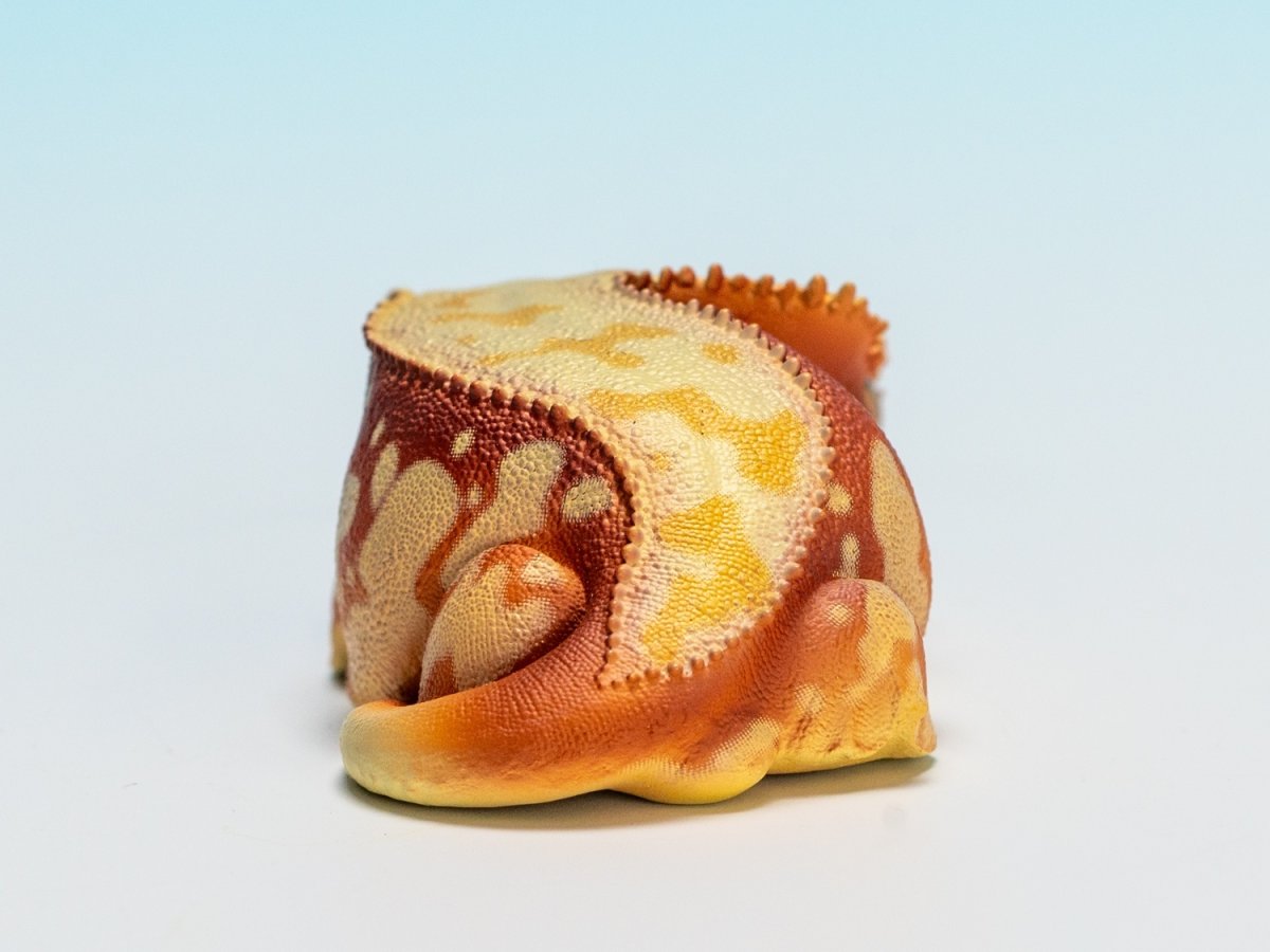 画像3: オウカンミカドヤモリ（赤地クリーム） (3)