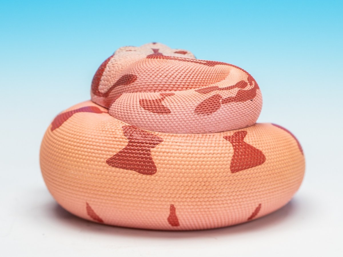 画像6: コロンビアボアコンストリクター (6)