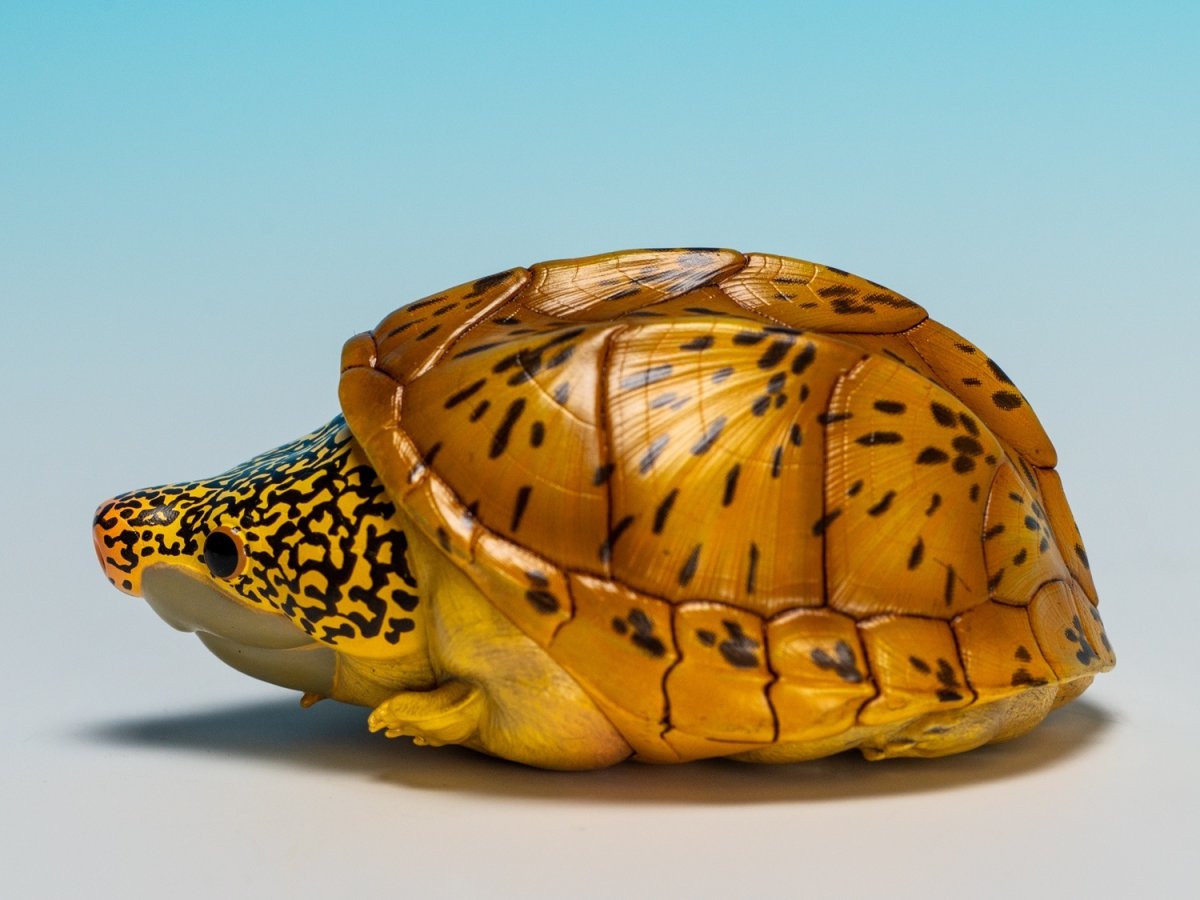 画像7: サルヴィンオオニオイガメ (7)