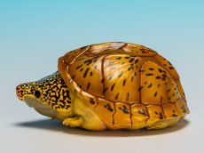 画像7: サルヴィンオオニオイガメ (7)