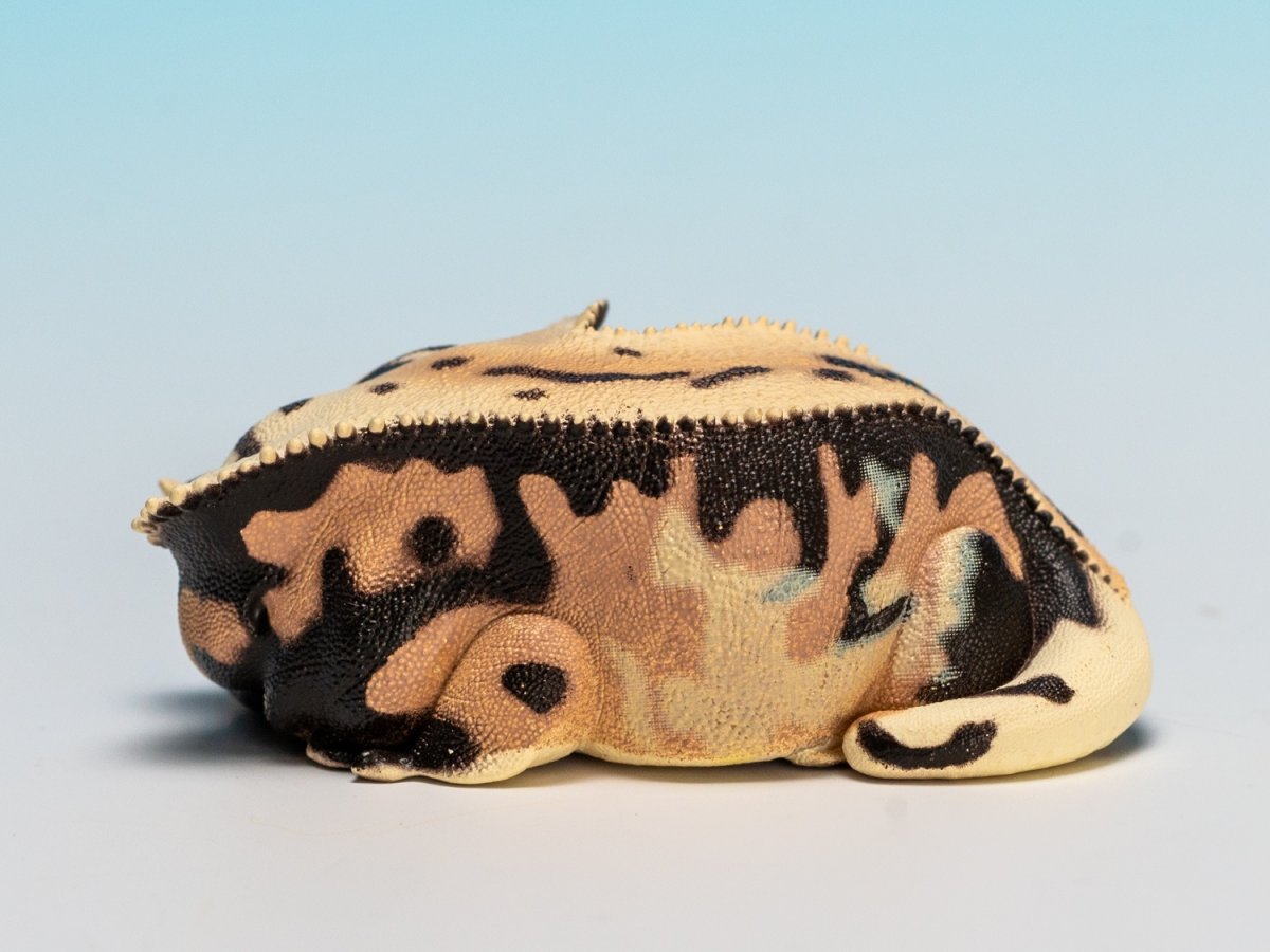 画像4: オウカンミカドヤモリ（リリーホワイト） (4)