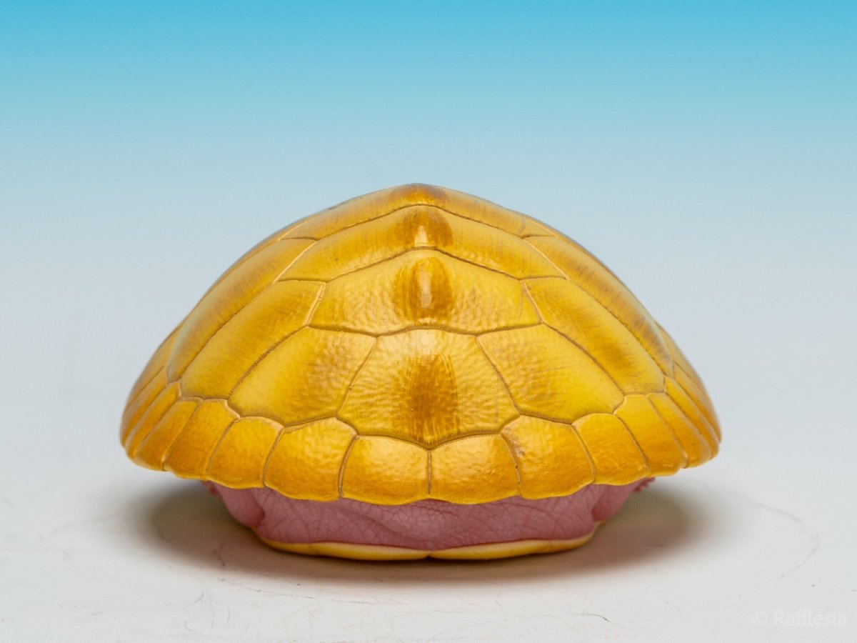 画像7:  キャラメルピンク（五周年記念） (7)