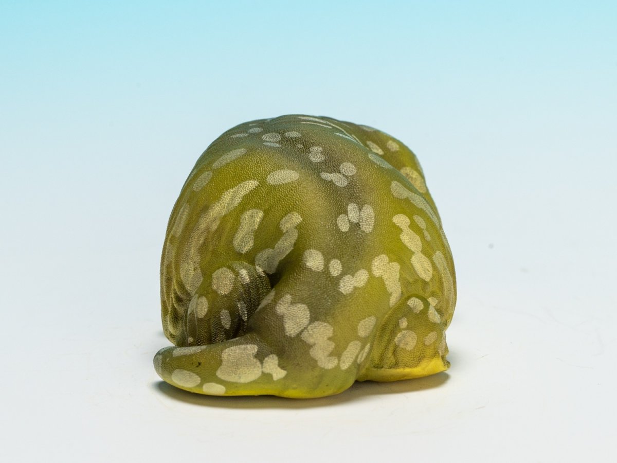 画像4: ツギオミカドヤモリ（パイン） (4)