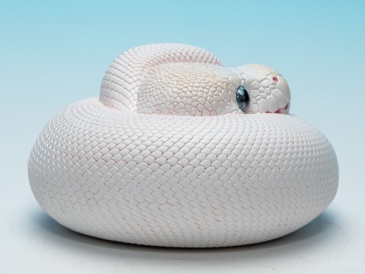 画像3: ボールニシキヘビ（リューシ）【動画あり】 (3)