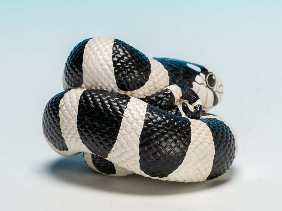 画像3: カリフォルニアキングヘビ（白黒） (3)