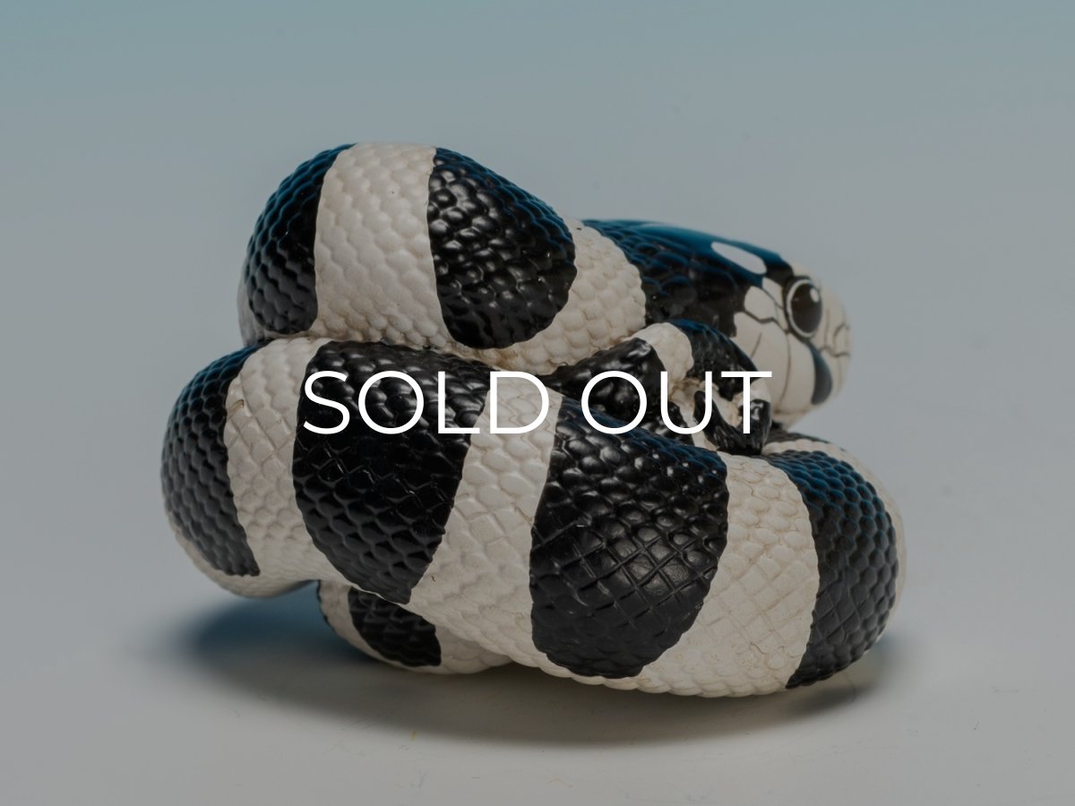 画像3: カリフォルニアキングヘビ（白黒） (3)