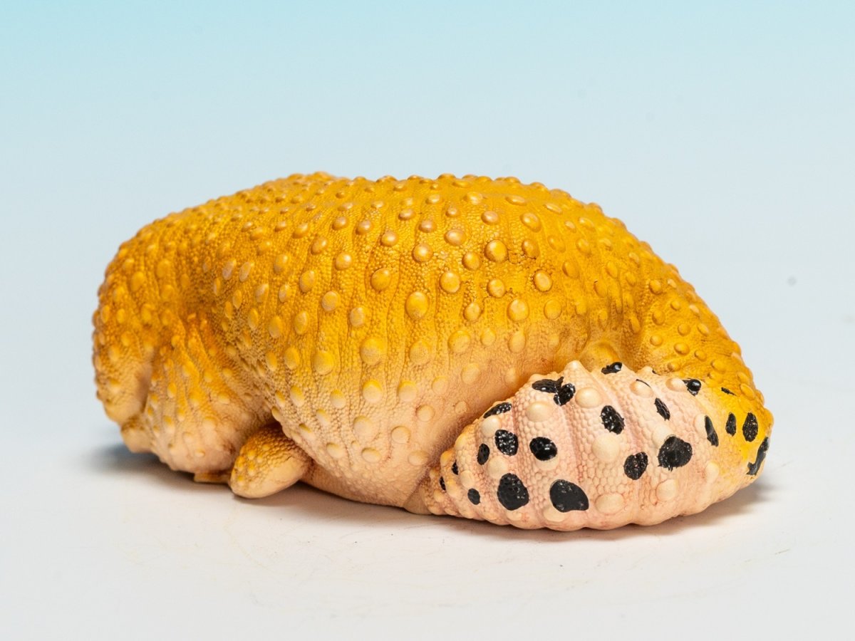 画像4: ヒョウモントカゲモドキ（蜜柑） (4)