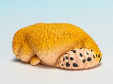 画像4: ヒョウモントカゲモドキ（蜜柑） (4)