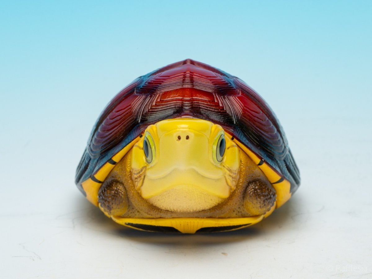 画像4: コガネハコガメ (4)