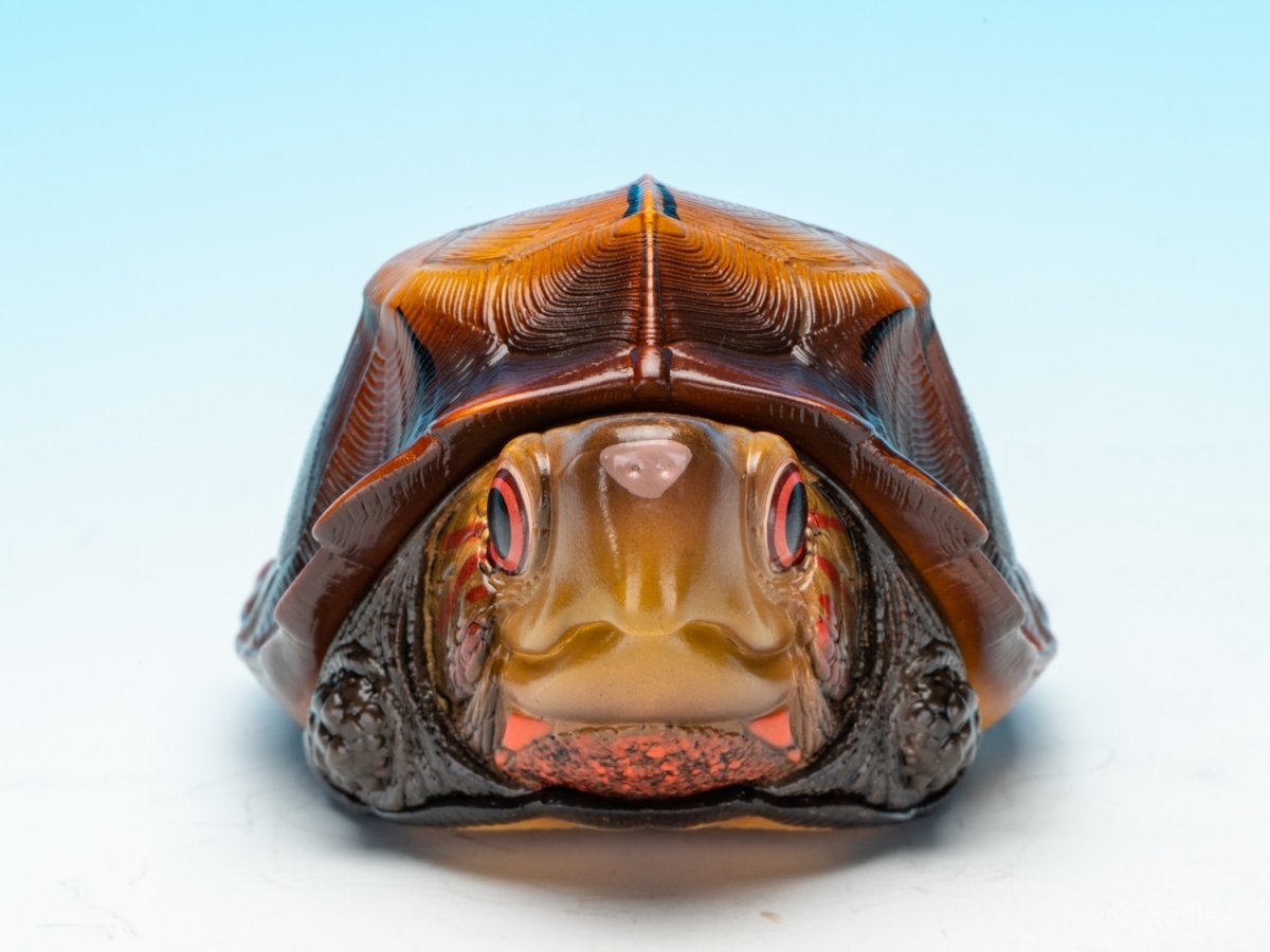 画像4: ヒラセガメ (4)